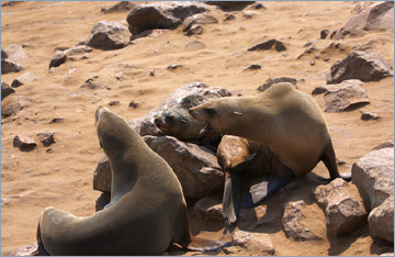 Südafrikanische Seebären / Cape fur seals (Arctocephalus pusillus)