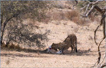 Gepard / Cheetah (Acinonyx jubatus) mit Springbockriss
