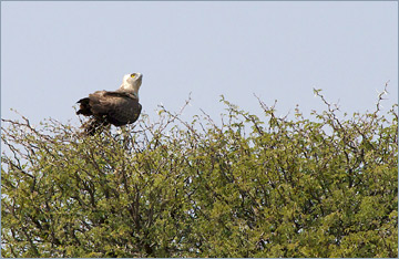 Kampfadler / Martial Eagle (Polemaetus bellicosus), Jungvogel