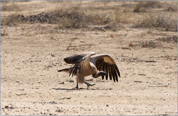 Weißrückengeier / White-backed Vulture (Gyps africanus)