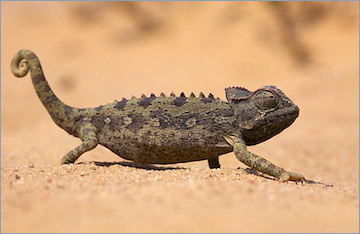Wüstenchamäleon / Namaqua Chameleon (Chamaeleo namaquensis)
