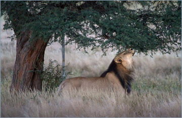 Löwen / Lion (Panthera leo)