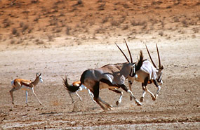 Oryx, Springb&ouml;cke