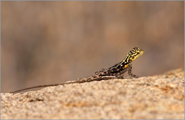 Namibische Felsagame / Namibian Rock Agama (Agama planiceps) - weiblich