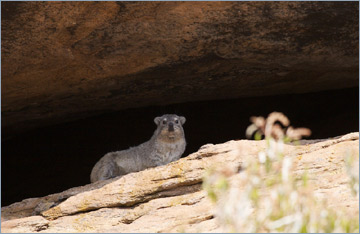 Klippschliefer / Rock Dassie (Procavia capensis)