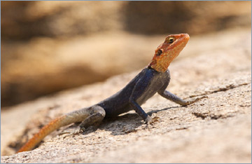 Namibische Felsagame / Namibian Rock Agama (Agama planiceps) - männlich