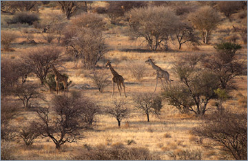 Giraffen (Giraffa camelopardalis)