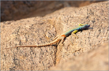 Broadleys Flat Lizard, auch Augrabies Flat Lizard (Platysaurus broadleyi)