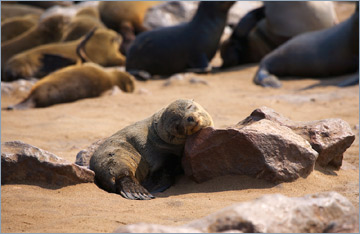 Südafrikanische Seebären / Cape fur seals (Arctocephalus pusillus)