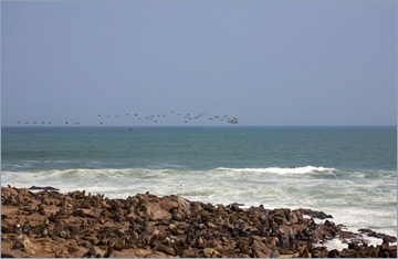 Südafrikanische Seebären / Cape fur seals (Arctocephalus pusillus)