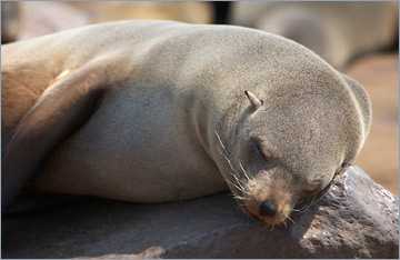 Südafrikanischer Seebär / Cape fur seal (Arctocephalus pusillus)