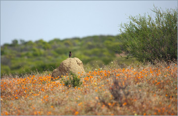 Skilpad Section des Namaqua National Parks