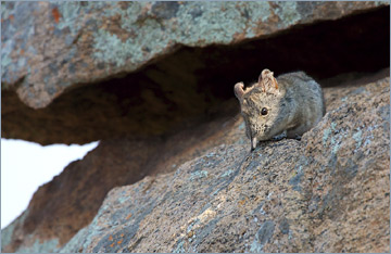 Kap-Elefantenspitzmaus / Cape Elephant Shrew (Elephantulus edwardii)