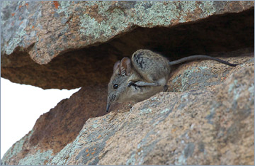 Kap-Elefantenspitzmaus / Cape Elephant Shrew (Elephantulus edwardii)s