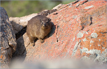 Klippschliefer / Rock Dassie (Procavia capensis)