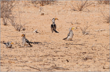 Gelbschnabeltokos / Southern Yellow-billed Hornbill (Tockus leucomelas)