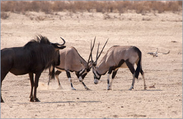 Oryxantilopen und Gnu