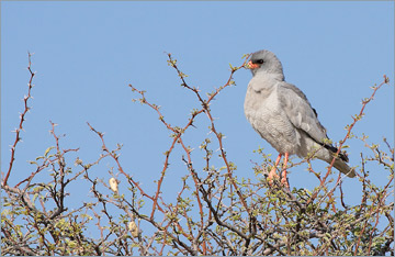 Heller Grauflügelhabicht, Weißbürzel-Singhabicht / Southern Pale Chanting Goshawk (Melierax canorus)