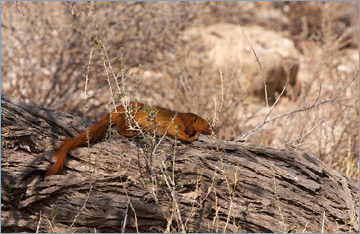 Schlankmanguste / Slender Mongoose (Galerella sanguinea)