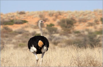 Strauß / Ostrich (Struthio camelus)