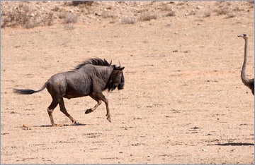 Streifengnu / Blue Wildebeest (Connochaetes taurinus)