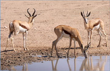 Springböcke / Springbok (Antidorcas marsupialis)