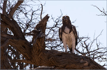 Kampfadler / Martial Eagle (Polemaetus bellicosus)