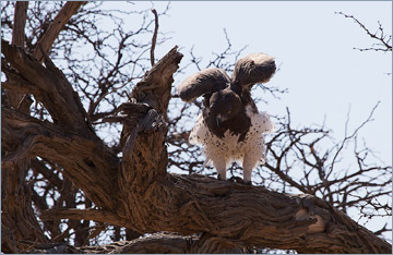 Kampfadler / Martial Eagle (Polemaetus bellicosus)