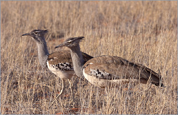 Riesentrappe / Kori Bustard (Ardeotis kori)