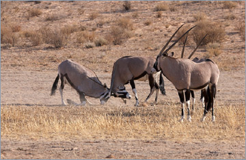 Oryxantilopen / Gemsbok (Oryx gazella)