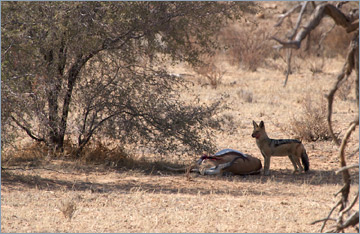 Schabrackenschakal / Black-backed Jackal (Canis mesomelas)