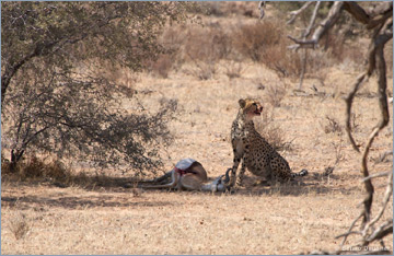 Gepard / Cheetah (Acinonyx jubatus) mit Springbockriss