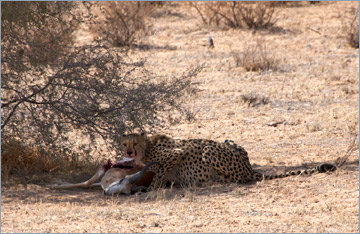 Gepard / Cheetah (Acinonyx jubatus) mit Springbockriss