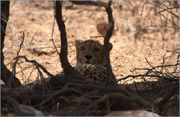 Gepard / Cheetah (Acinonyx jubatus) nahe 'Kamqua'
