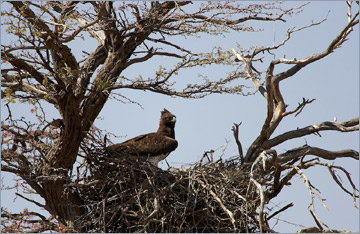 Kampfadler / Martial Eagle (Polemaetus bellicosus) auf seinem Nest