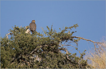 Lannerfalke / Lanner Falcon (Falco biarmicus)