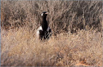 Gackeltrappe / Northern Black Korhaan (Eupodotis afra)