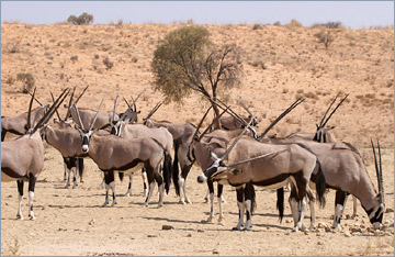 Oryxantilopen / Gemsbok (Oryx gazella)