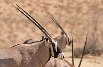 Oryxantilopen / Gemsbok (Oryx gazella)