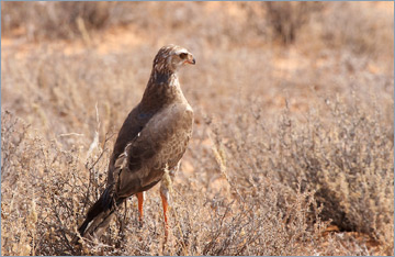 Heller Grauflügelhabicht, Weißbürzel-Singhabicht / Southern Pale Chanting Goshawk (Melierax canorus) - Jungvogel