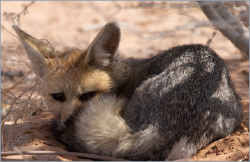 Kapfuchs / Cape Fox (Vulpes chama)