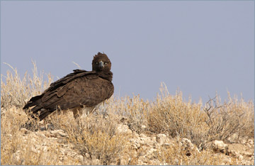 Kampfadler / Martial Eagle  (Polemaetus bellicosus)