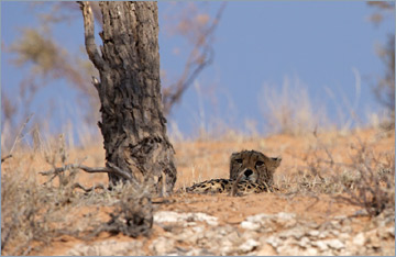 Gepard / Cheetah (Acinonyx jubatus)