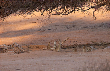 Erdmännchen / Suricate o. Meerkat (Suricata suricatta)