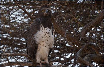 Kampfadler / Martial Eagle  (Polemaetus bellicosus)