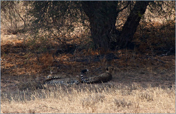 Gepard / Cheetah (Acinonyx jubatus)