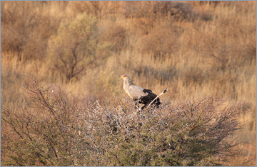 Sekretär / Secretarybird (Sagittarius serpentarius)