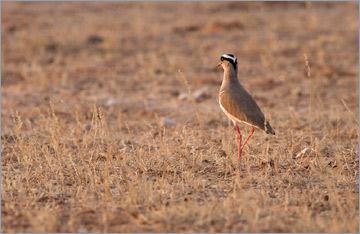 Kronenkiebitz / Crowned Lapwing (Vanellus coronatus)