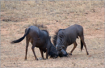 Streifengnu / Blue Wildebeest (Connochaetes taurinus)