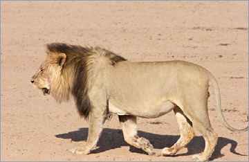 Löwe / Lion (Panthera leo)